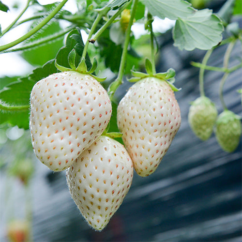 Fragaria Nilgerrensis & White Strawberry Seeds – HeYou Seeds