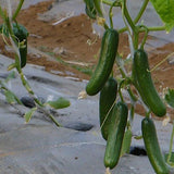 Fruits-Cucumber-Seeds