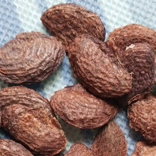plant mangosteen seed Garcinia Mangostana & Mangosteen Seeds – HeYou Seeds