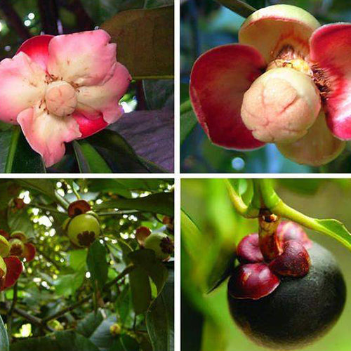 plant mangosteen seed Garcinia Mangostana & Mangosteen Seeds – HeYou Seeds