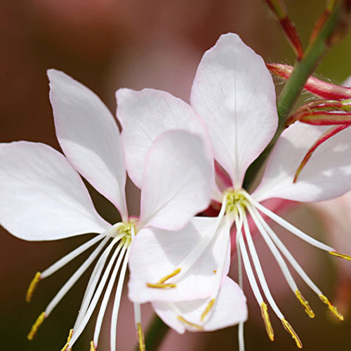 Gaura Lindheimeri & Gaura Seeds – HeYou Seeds
