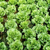 Glass Lettuce Seeds