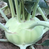 Green Kohlrabi Seeds
