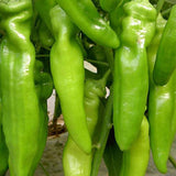 Green-Ox-Horn-Pepper-Chilli-Seeds