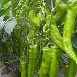 Green-Ox-Horn-Pepper-Chilli-Seeds