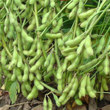 Green-Soy-Bean-Seeds