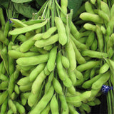 Green-Soy-Bean-Seeds