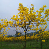 Handroanthus-chrysanthus-Tabebuia-chrysantha-Seeds
