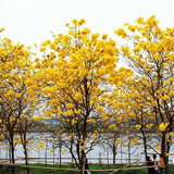 Handroanthus-chrysanthus-Tabebuia-chrysantha-Seeds