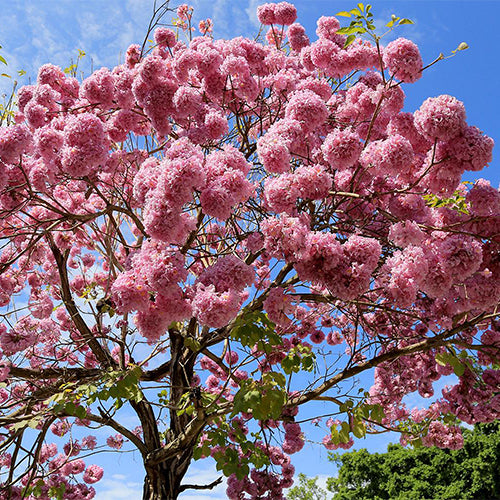 Handroanthus Impetiginosus & Purple Flower Wind Suzuki Seeds