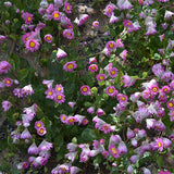 Helipterum-Manglesii-Pink-Sunray-Seeds