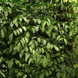 Heteropanax fragrans & Horus Maple Seeds