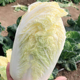 Hybrid-F1-Baby-Chinese-Cabbage-Seeds