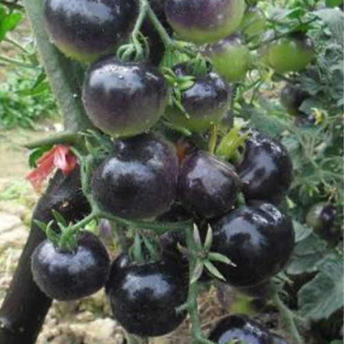 pomato plant seeds Hybrid F1 Black Pearl Pomato Seeds – HeYou Seeds