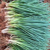 Hybrid-F1-Chives-Green-Onion-Seeds