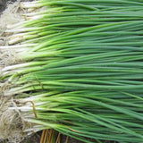 Hybrid-F1-Chives-Green-Onion-Seeds