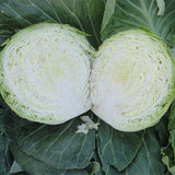 Hybrid F1 Green Cabbage Seeds