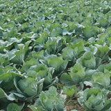 Hybrid F1 Green Cabbage Seeds