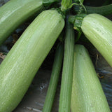 Hybrid F1 Green Zucchini Seeds