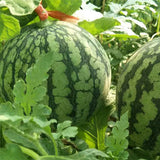 Hybrid-F1-Green-skin-yellow-flesh-Watermelon-Seeds