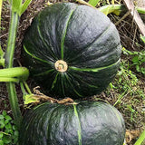 Hybrid-F1-Pumpkin-Squash-Seeds