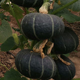 Hybrid-F1-Pumpkin-Squash-Seeds