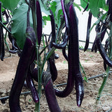 Hybrid-F1-Purple-Long-Eggplant-Aubergine-Seeds