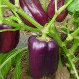 Hybrid F1 Purple Sweet Bell Pepper & Chilli Seeds
