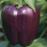 Hybrid F1 Purple Sweet Bell Pepper & Chilli Seeds