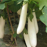 Hybrid-F1-White-Long-Eggplant-Aubergine-Seeds
