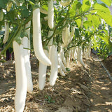 Hybrid-F1-White-Long-Eggplant-Aubergine-Seeds