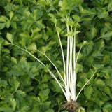 Hybrid F1 White Pole Celery Seeds