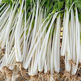 Hybrid F1 White Pole Celery Seeds