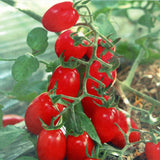 Hybrid F1 YN small tomato Seeds