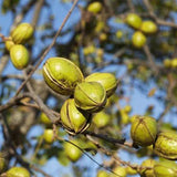 Juglans-regia-Persian-walnut-Seeds