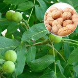 Juglans-regia-Persian-walnut-Seeds