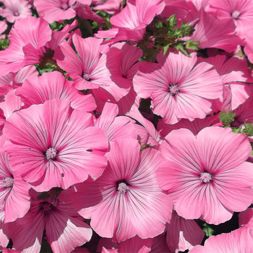 planting lavatera seeds Lavatera Arborea & Tree Mallow Seeds – HeYou Seeds