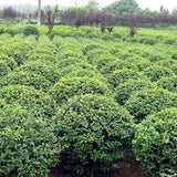 Ligustrum quihoui & Privet Seeds