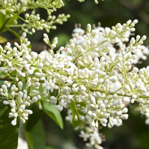 ligustrum quihoui Ligustrum Quihoui & Privet Seeds – HeYou Seeds