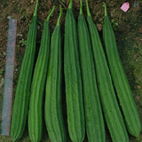 Long-Ribbed-Luffa-Seeds