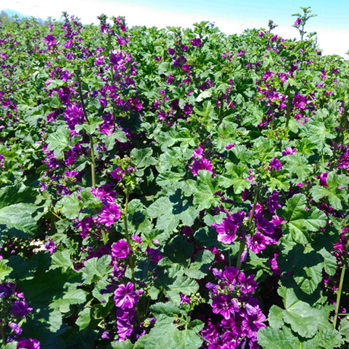 planting malva seeds Malva Sinensis & Mallow Seeds – HeYou Seeds