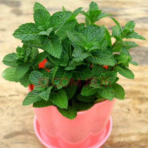eau de cologne mint plant Mentha Arvensis & Perfume Mint Seeds – HeYou Seeds