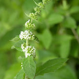 Mentha-Piperita-Peppermint-Seeds