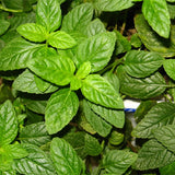 Mentha-Piperita-Peppermint-Seeds