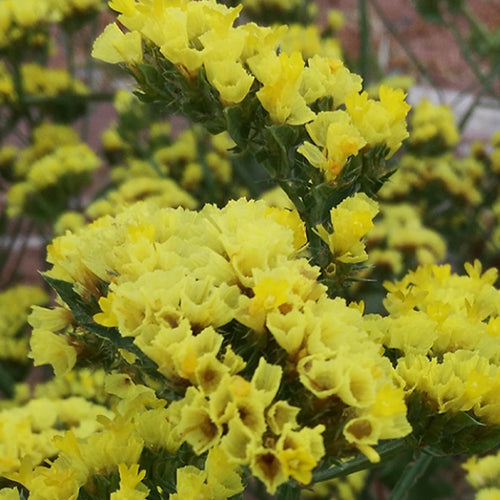 Myosotis Alpestris & Statice Seeds – HeYou Seeds