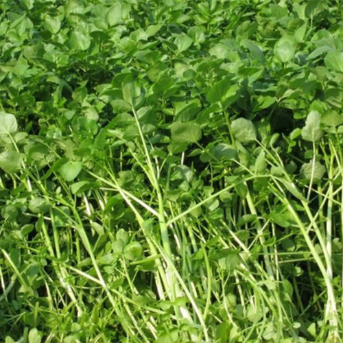 Water Cress (Nasturtium officinale), The Aromatic