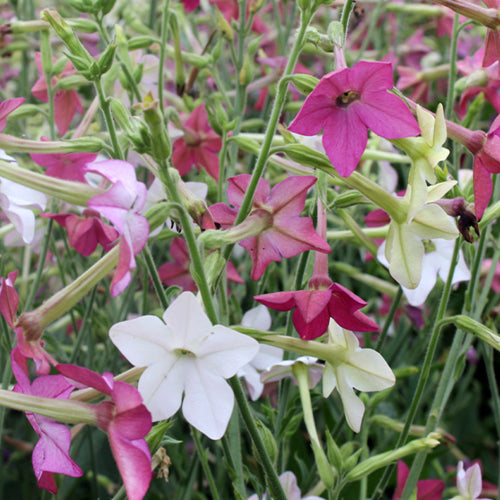 Nicotiana Alata & Jasmine Tobacco Seeds – HeYou Seeds