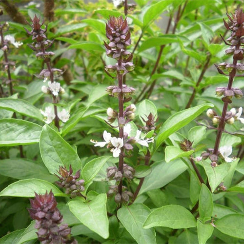 Ocimum Gratissimum Clove Basil Seeds