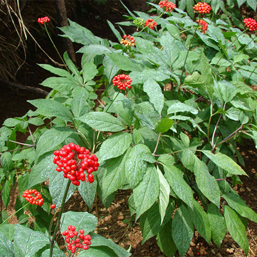 Panax Ginseng & Ginseng Seeds – HeYou Seeds