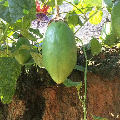Passiflora Edulia & Papaya Passion Fruit Seeds HeYou Seeds